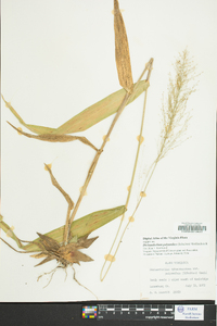 Dichanthelium polyanthes image