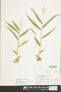 Dichanthelium polyanthes image