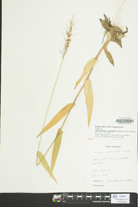 Dichanthelium polyanthes image