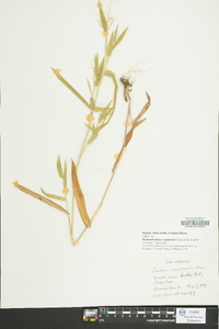 Dichanthelium scoparium image