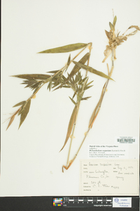 Dichanthelium scoparium image