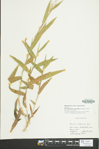 Dichanthelium scoparium image