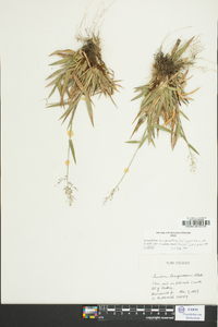 Panicum strigosum image