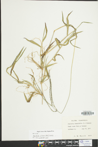 Digitaria ciliaris image