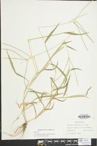 Digitaria ciliaris image