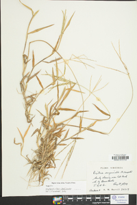 Digitaria ciliaris image