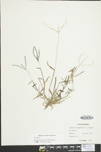 Digitaria ciliaris image