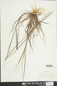 Digitaria filiformis image