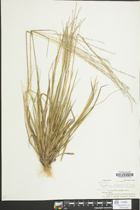 Digitaria filiformis image