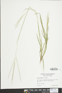 Digitaria filiformis image