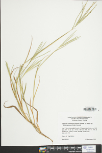 Digitaria ischaemum image