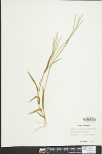 Digitaria ischaemum image