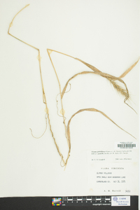 Elymus glabriflorus image