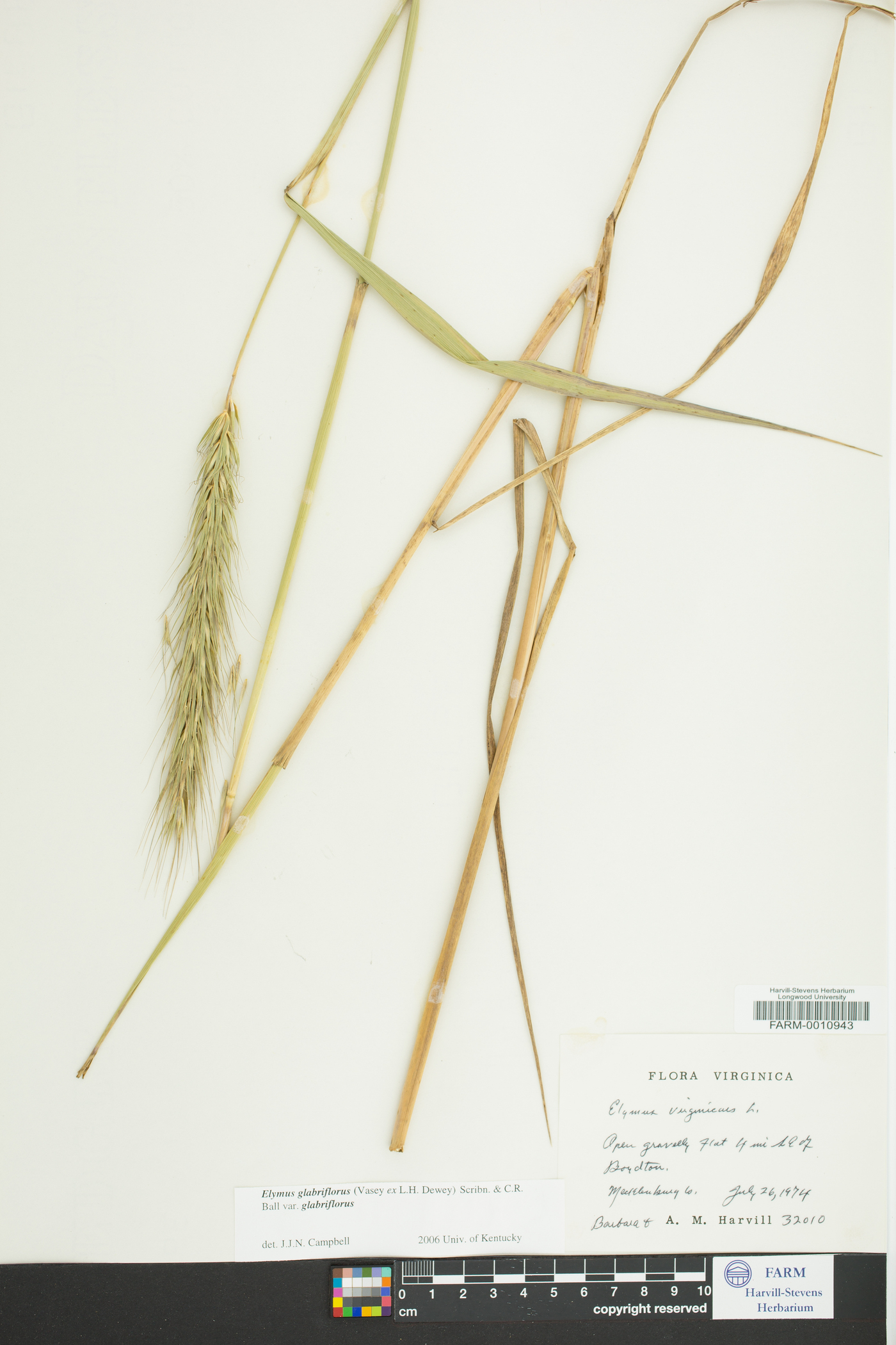 Elymus glabriflorus image