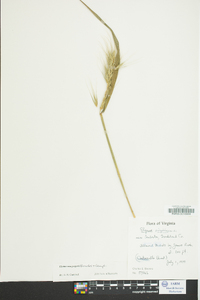 Elymus macgregorii image