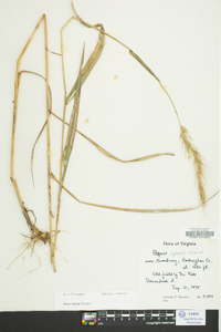 Elymus riparius image