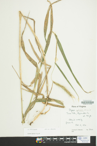 Elymus riparius image