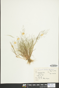 Eragrostis frankii image