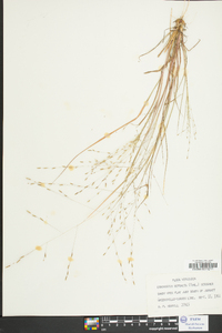 Eragrostis refracta image