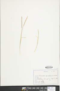 Eremochloa ophiuroides image