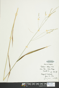 Festuca obtusa image