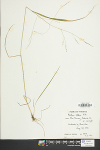 Festuca obtusa image