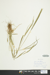 Festuca obtusa image