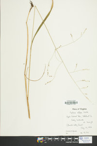 Festuca obtusa image