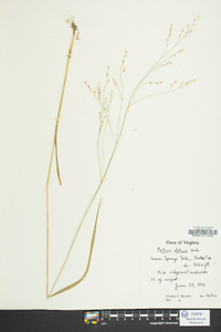 Festuca obtusa image