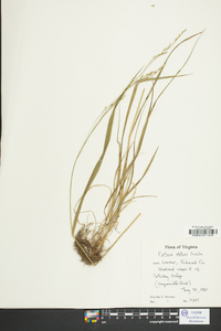 Festuca obtusa image