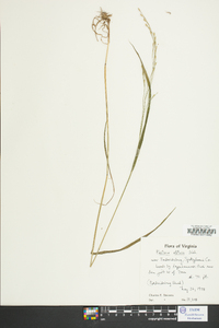 Festuca obtusa image