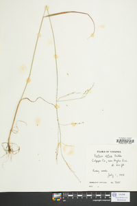 Festuca obtusa image