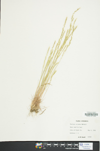 Festuca sciurea image