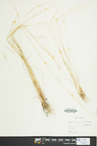 Festuca sciurea image