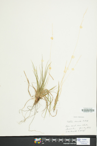 Festuca sciurea image