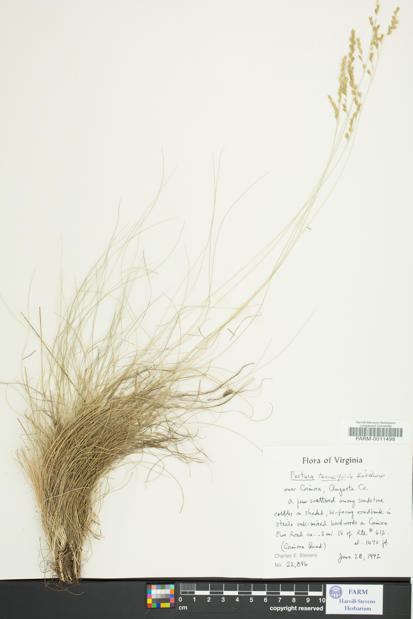Festuca filiformis image