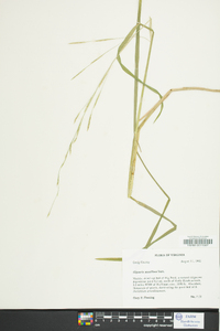 Glyceria acutiflora image