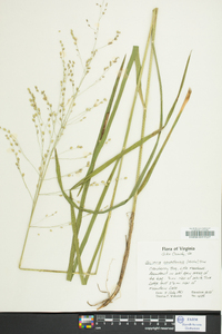 Glyceria laxa image