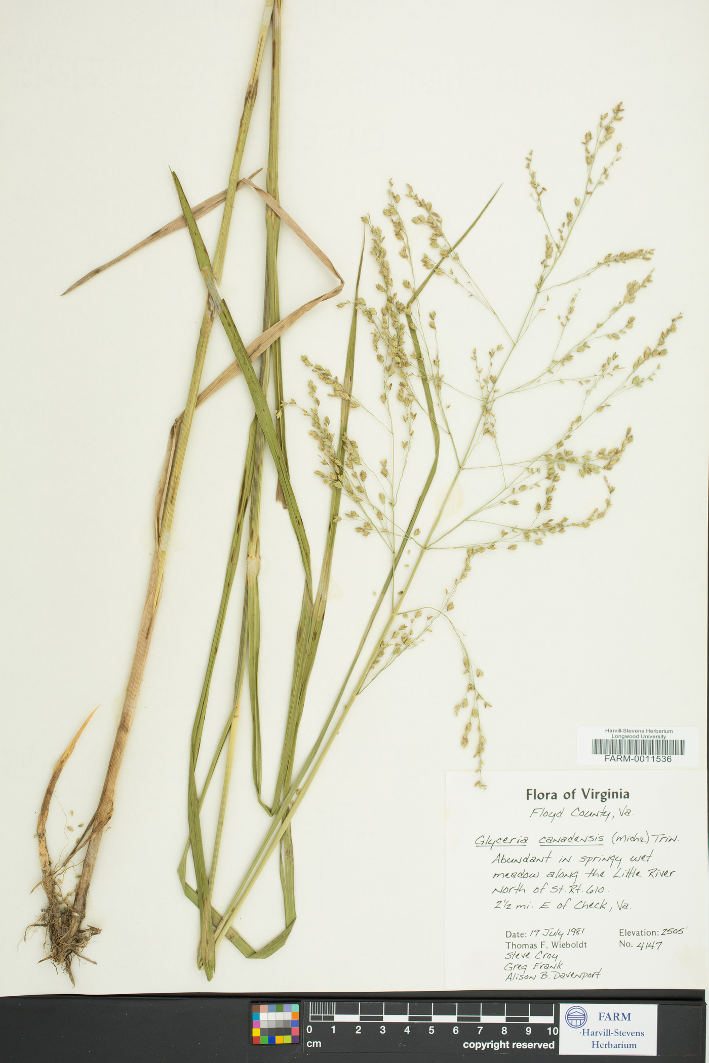 Glyceria laxa image