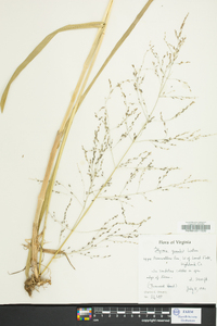 Glyceria grandis image