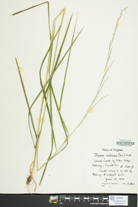 Glyceria melicaria image