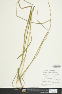 Glyceria melicaria image