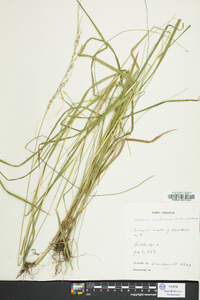 Glyceria melicaria image