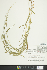 Glyceria melicaria image