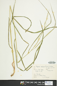 Glyceria melicaria image