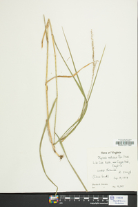 Glyceria melicaria image