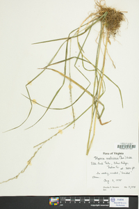 Glyceria melicaria image