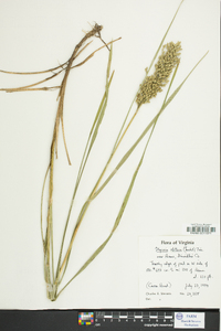 Glyceria obtusa image