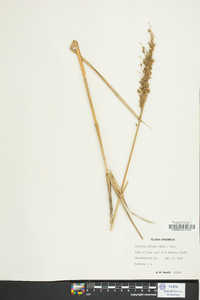 Glyceria obtusa image