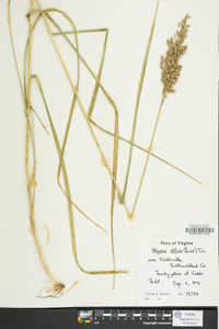 Glyceria obtusa image